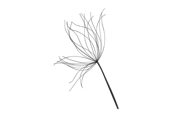 Dandelion Seed Head